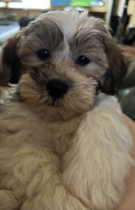 Entry image for Tucker. Clicking this image will show a larger photo