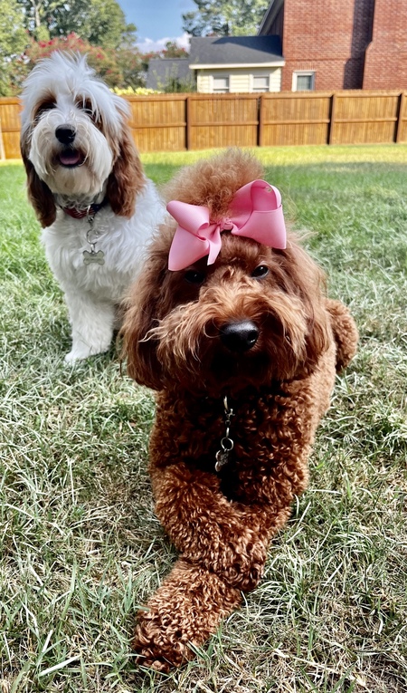 Entry image for Brownie & CeCe. Clicking this image will show a larger photo