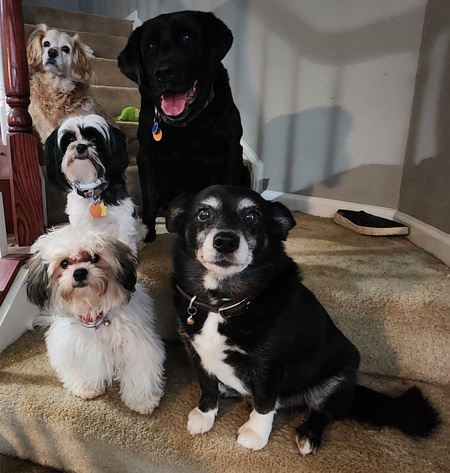 Benjamin, Chalkie, Iris, Mo, Duke