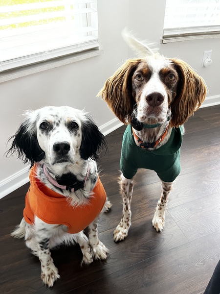 Maxine (black ears), Chase (brown ears and OESR alum)