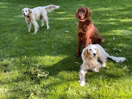 Lexi, Murphy, and Quimby