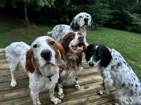 Ticket, Doodle, Wembley, and Georgie