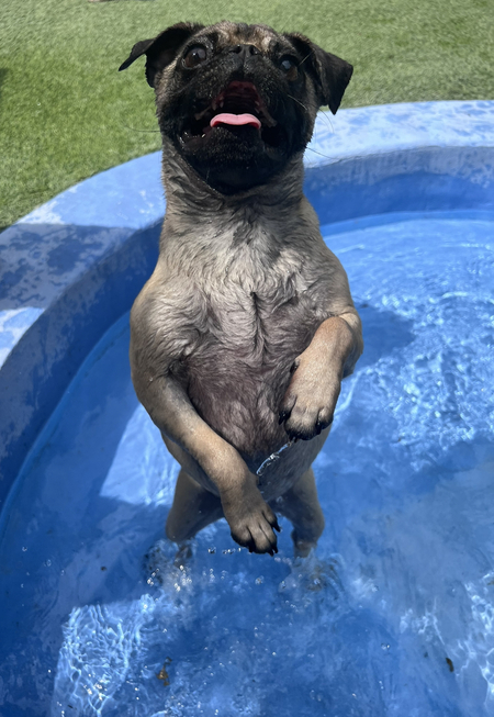 Pugsley Smalls