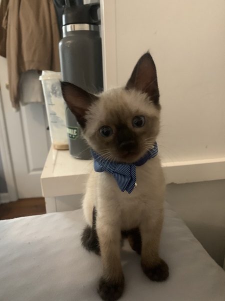 Skipper