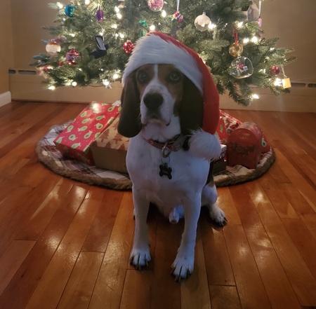 Dodger