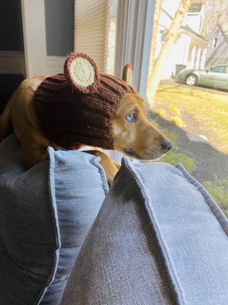 Stella