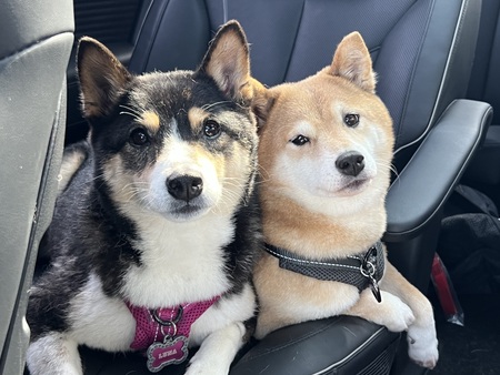 Luna & Chai