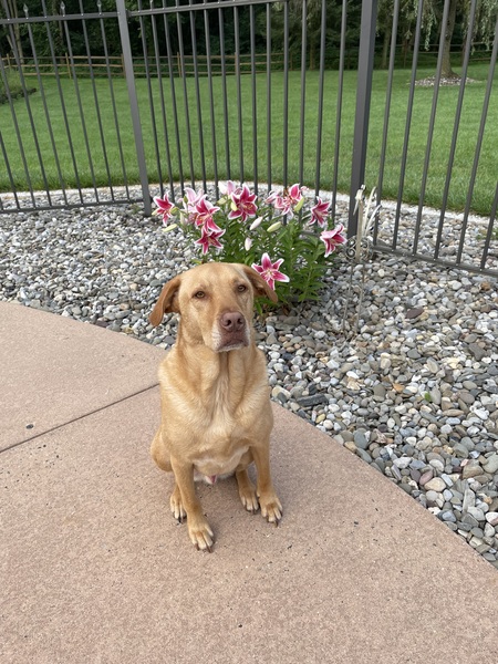 Cooper