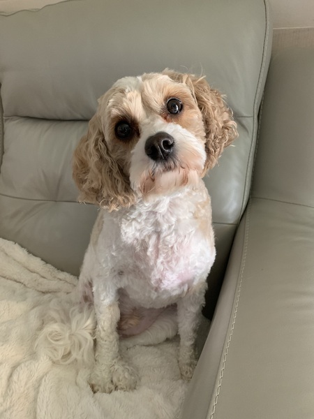 Gus