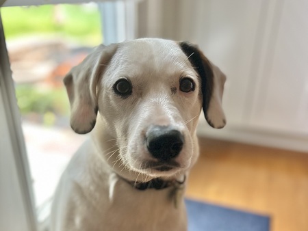 Milo