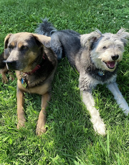 Havana & Pippin