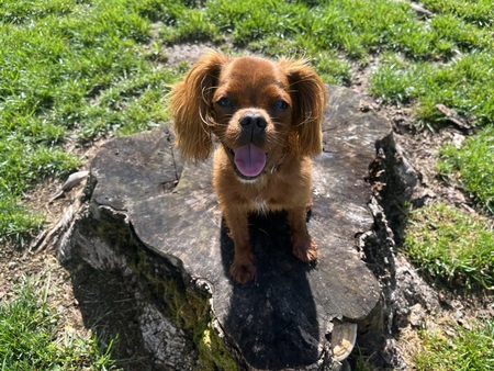 Bodhi (Charlemagne when adopted)