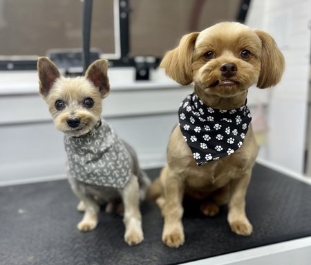 Maverick & Chester