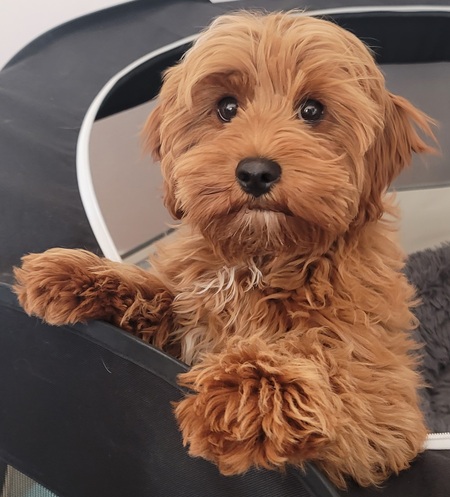 Benji