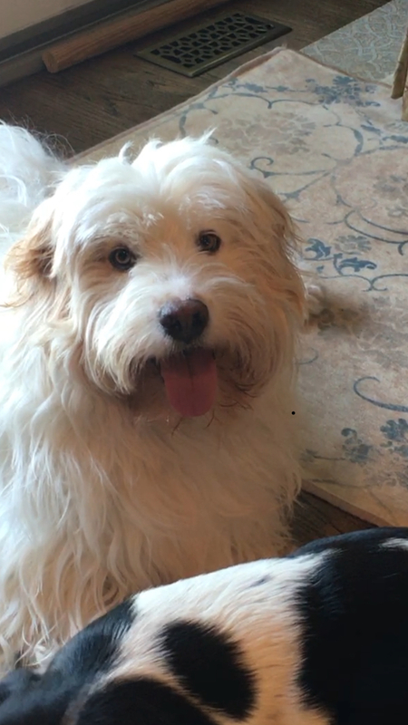 Toby