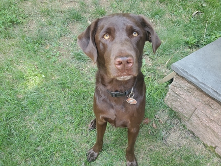 Charlie (adopted as Nico)