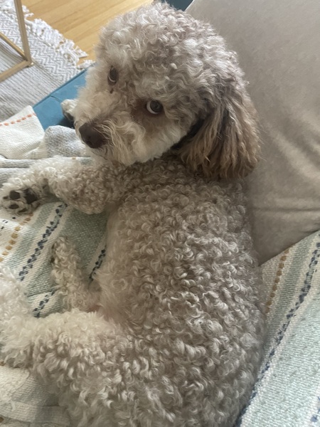 Archie (formally Bon Jovi)