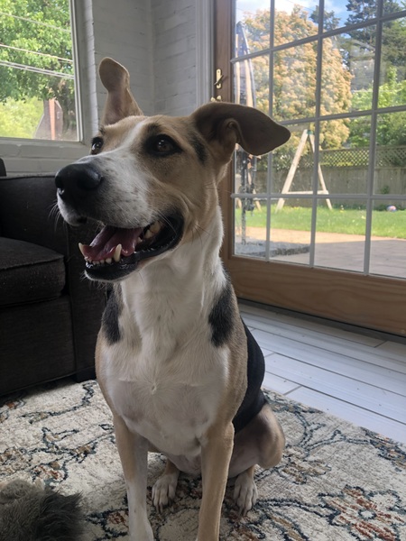 Stella