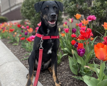 Chase (formerly Peyton)