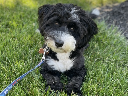 Lucky (Caleb when adopted)