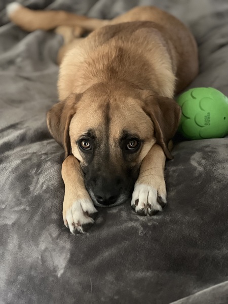 Maizee