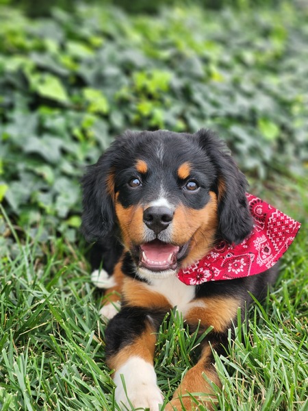 Archie