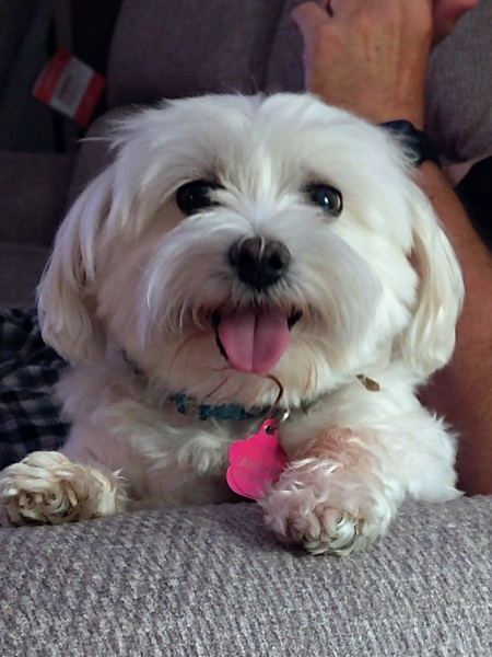 Muffin 