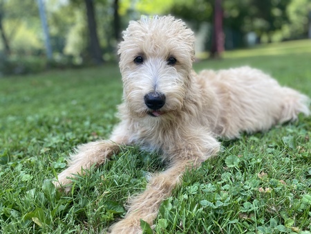 Ruby Fawn