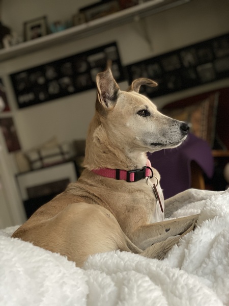 Maya