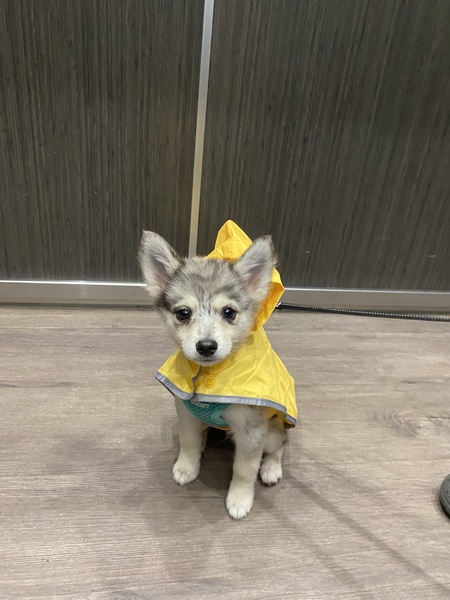 Enzo
