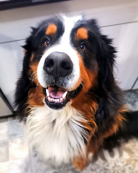 Brutus