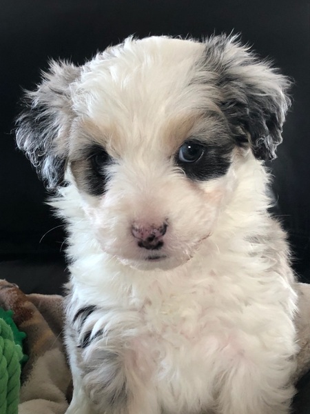 Oswald Reginald Third (Ozzy)