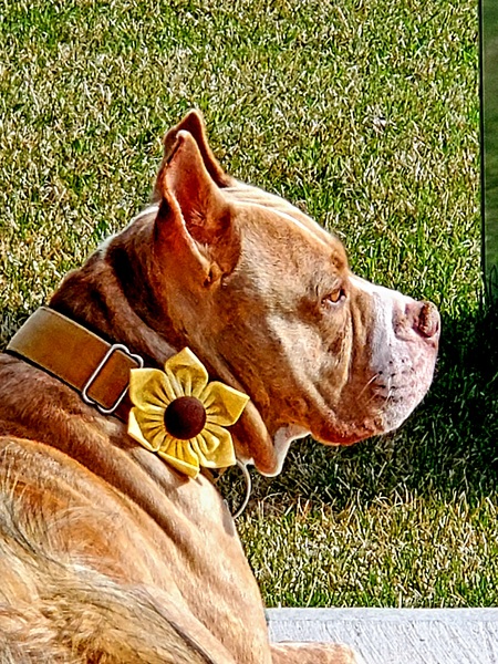 Vera