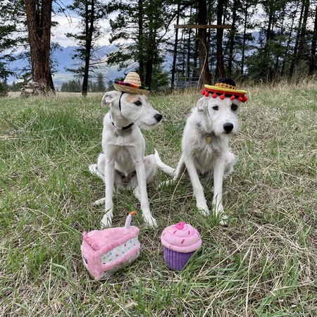 Luna & Bella