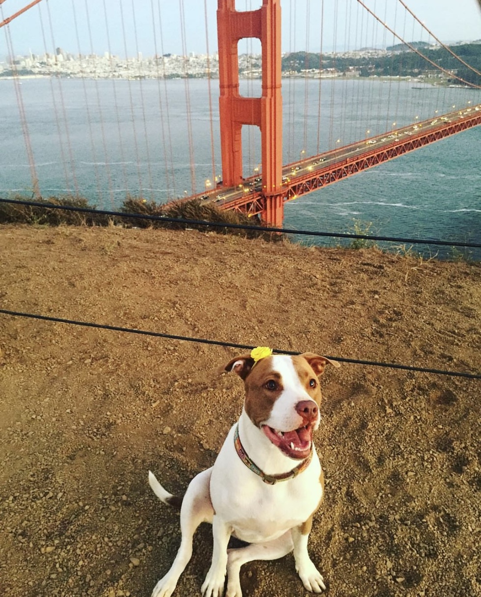 Vote for Nina 2024 Pet Calendar Photo Contest