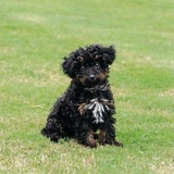 Entry image for Lola 