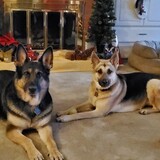 Entry image for Casey & Bella