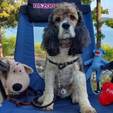 Entry image for Snickers