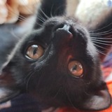 Entry image for Binx
