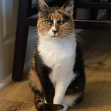 Entry image for Misty 