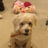 Entry image for Sammie