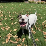 Entry image for Roscoe 
