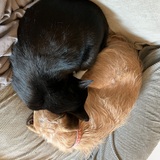 Entry image for Tux and Angus