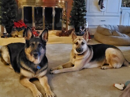 Entry image for Casey & Bella. Clicking this image will show a larger photo