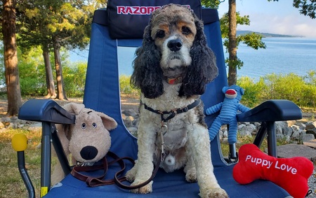 Entry image for Snickers. Clicking this image will show a larger photo