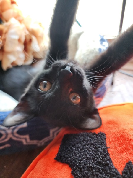 Entry image for Binx. Clicking this image will show a larger photo