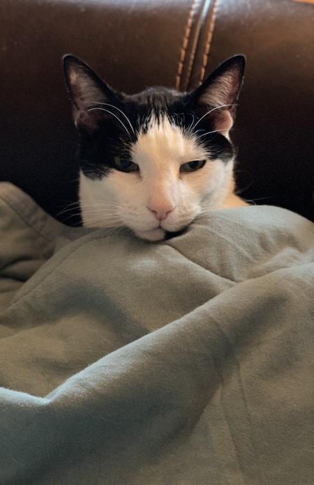 Entry image for Rocky. Clicking this image will show a larger photo