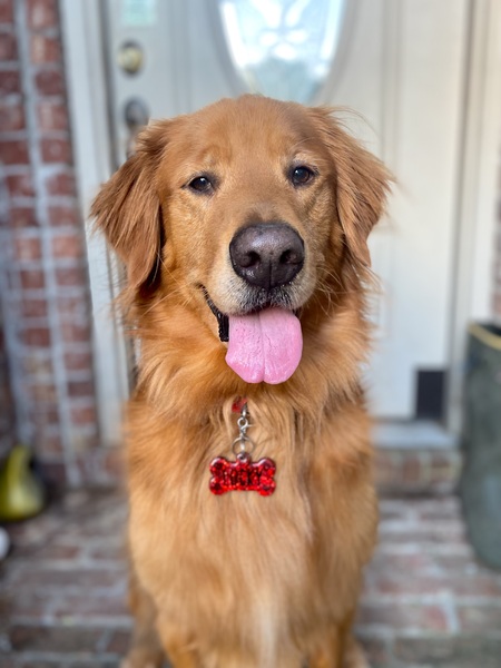 Entry image for Lucky. Clicking this image will show a larger photo