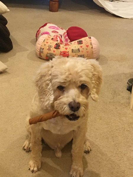 Entry image for Sammie. Clicking this image will show a larger photo