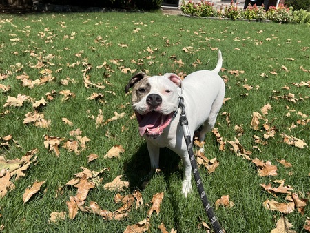 Entry image for Roscoe . Clicking this image will show a larger photo